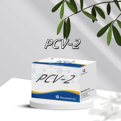 পশু অ্যান্টিবডিগুলির জন্য WB/S/P PCV-2 ELISA পরীক্ষা